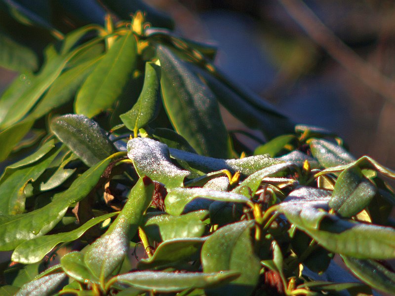 Pantelekilar4300 - Rhododendron