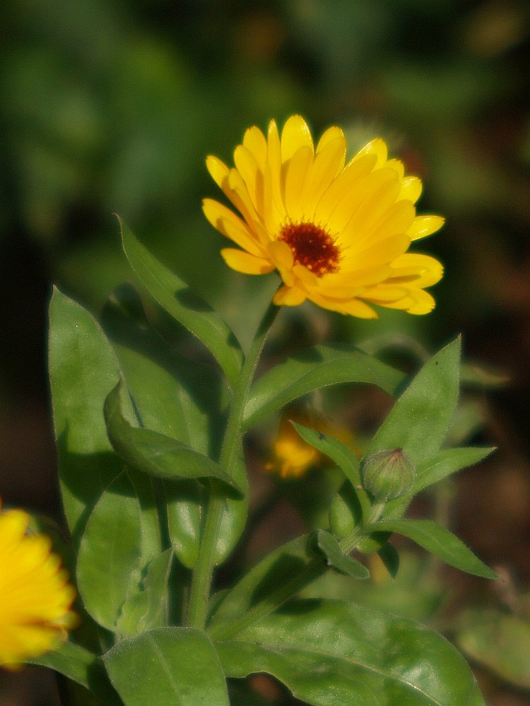 Makroplasmat Gelbe Blume