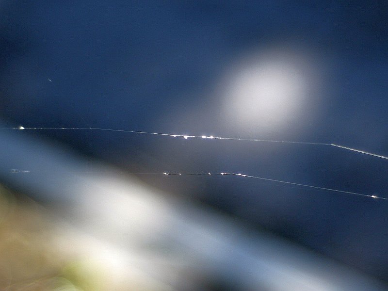 Primoplan - Spinnennetz